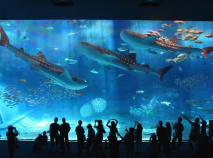 沖縄美ら海水族館