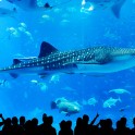 海洋博公園・美ら海水族館