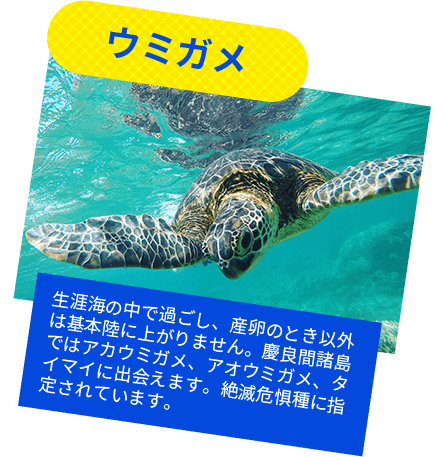 ウミガメ