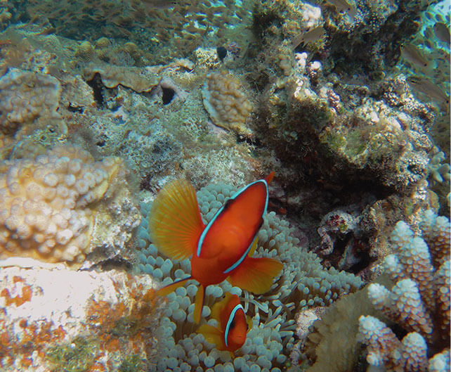 慶良間の魚たち