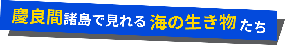 慶良間諸島で見れる海の生き物たち