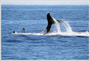 Tail of whale jumping out to sea