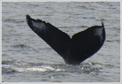 Whale to sinking to the sea