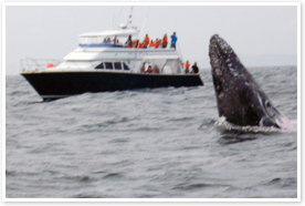 クジラが見れなかったら