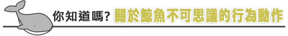 你知道嗎?關於鯨魚不可思議的行為動作