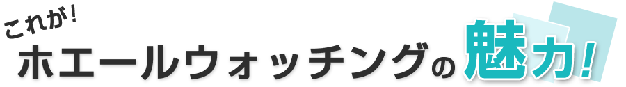 ホエールウォッチングの魅力