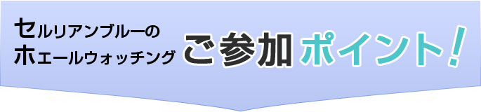 セルリアンブルーのホエールウォッチング参加のポイント