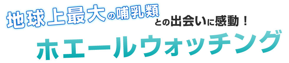 地球上最大級の哺乳類との出会いに感動するホエールウォッチング！