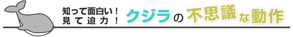 クジラの不思議な動作