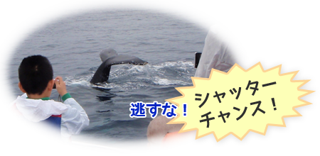 クジラを収めるシャッターチャンス